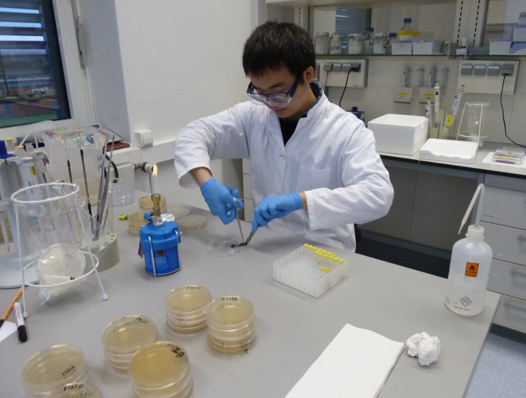 Marine alga extracts show potential in tackling infections and skin cancer
