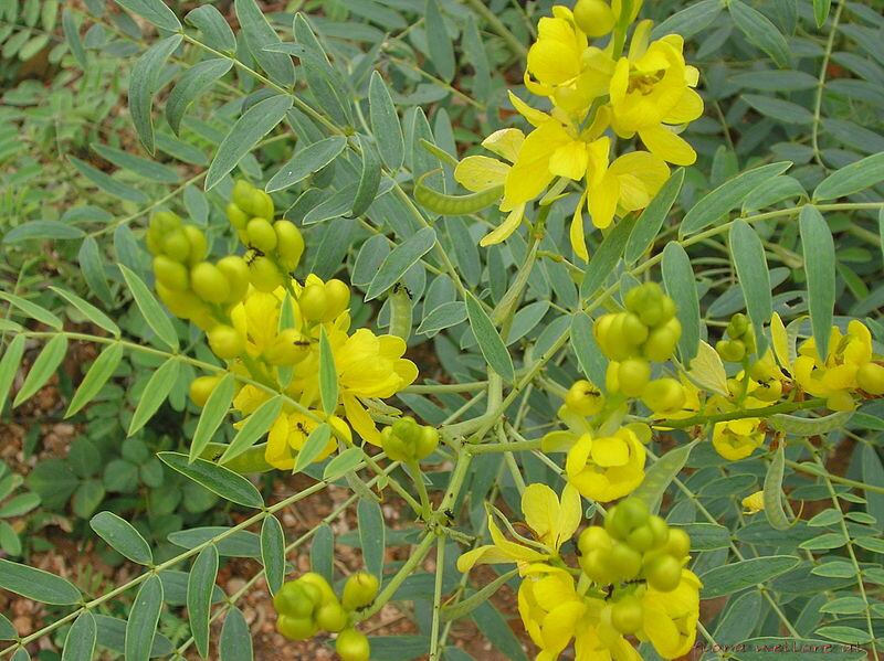 K. Patel Phyto Extractions adopts the herb Senna through ABC’s Adopt-an-Herb Program