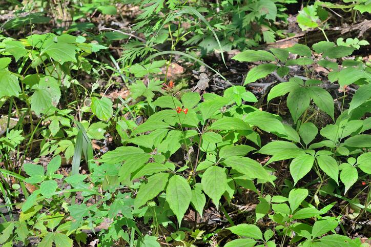 Immediate action needed to protect medicinal plants from climate change, paper argues