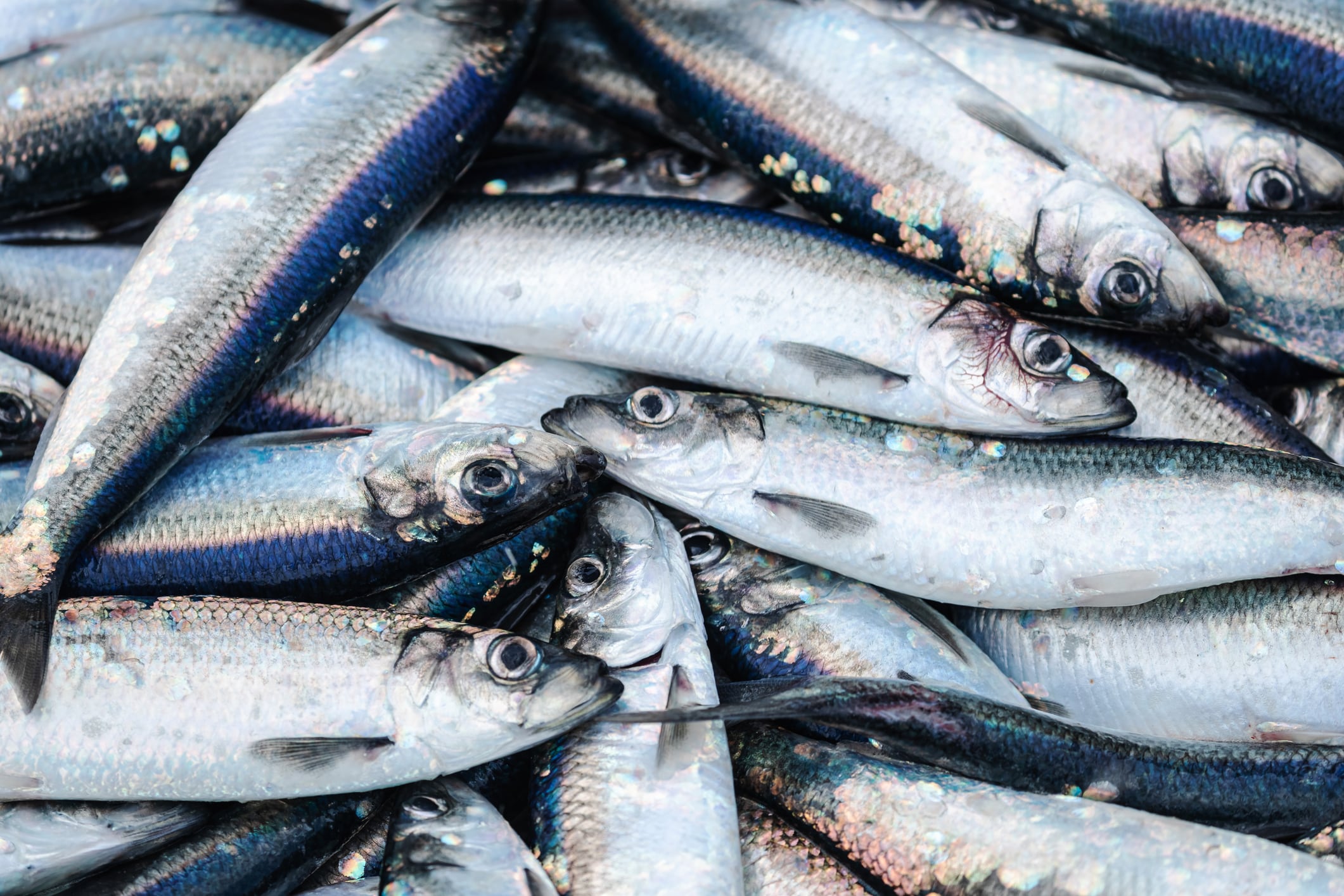 Omega-11-rich fish oil may lower risk factors for cardiometabolic syndrome