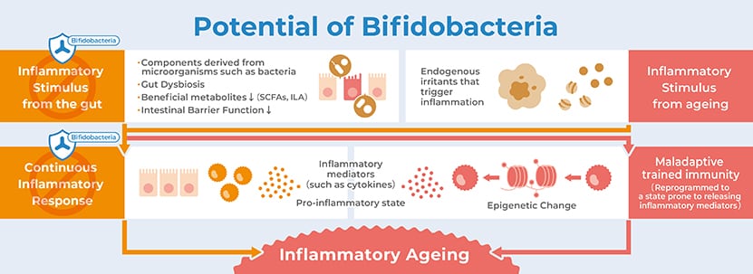 Potential of bifidobacteria 2