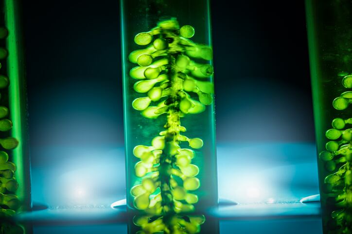 L’Oréal acquires minority stake in French microalgae firm Microphyt