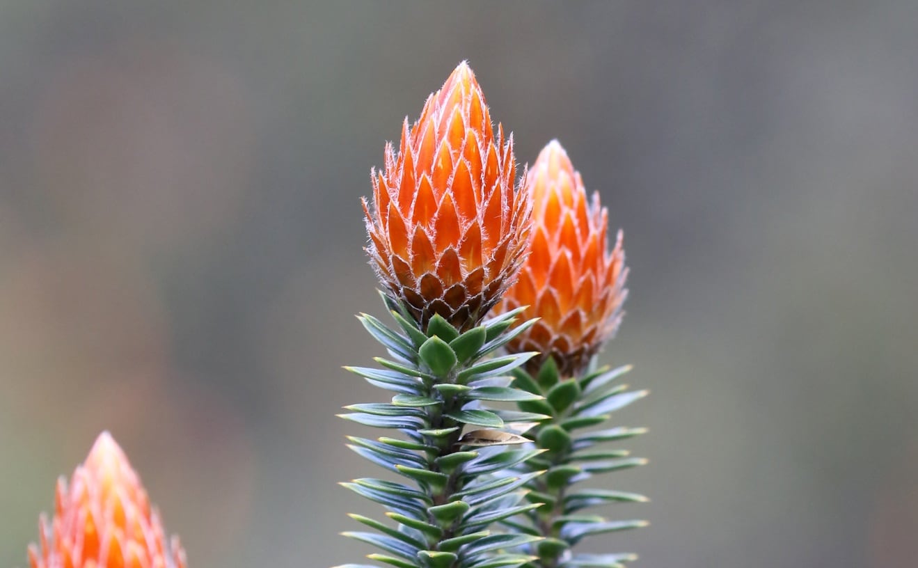 Ecuadorian Chuquiraga may be ‘important source of bioactives’