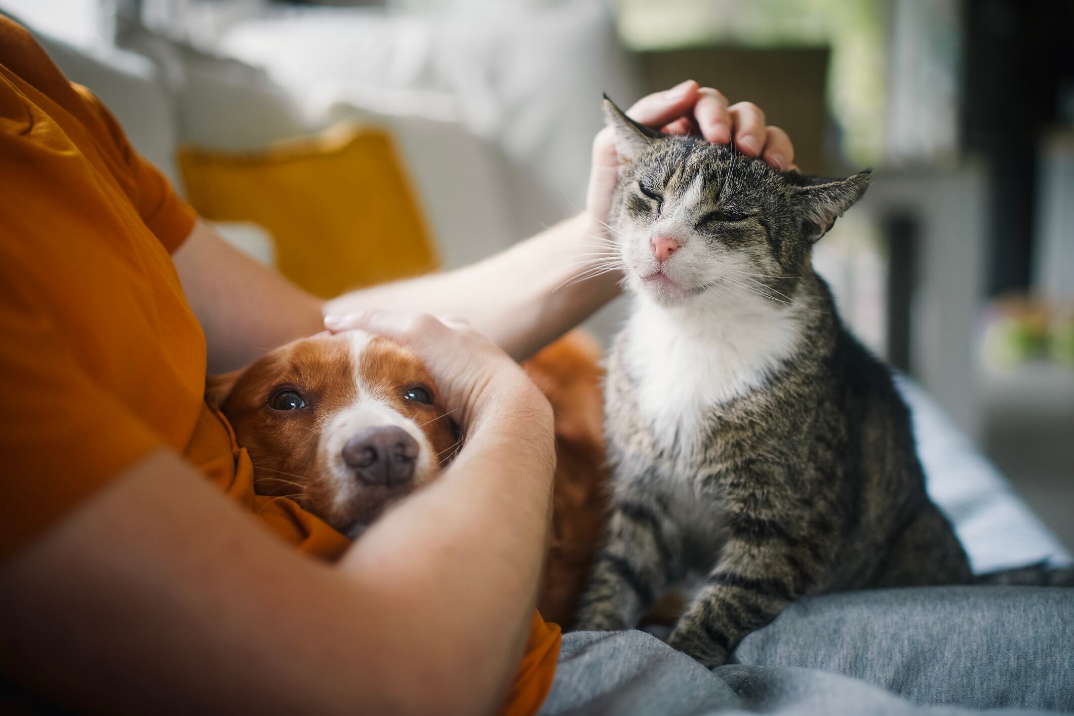 "‘Human-grade’ is increasingly becoming a baseline expectation rather than a true differentiator in pet supplements," said Mary Joe Fernandez, global vice president of sales and business development at Layn Natural Ingredients.