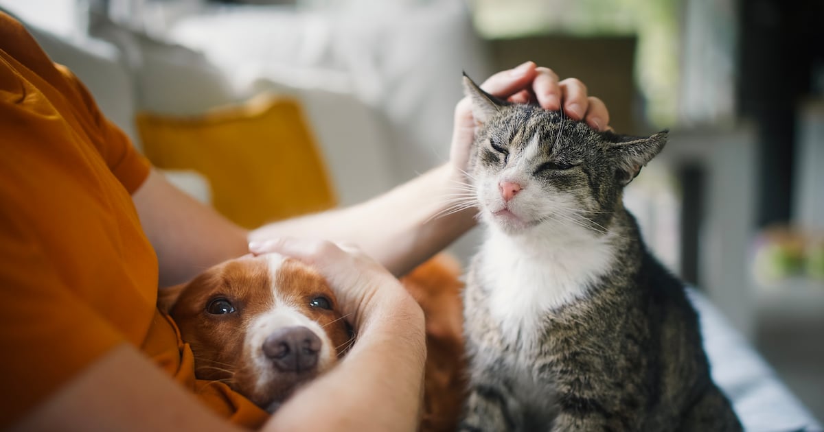 Q&A: Can pet supplements follow the human healthspan playbook?