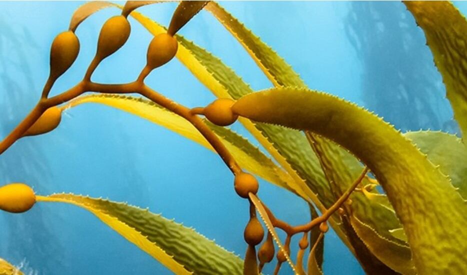 Fucoidan anti-viral effects promising for gastroenteritis relief, study suggests 