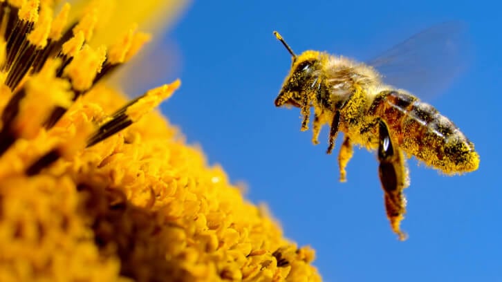 Raw-bee-pollen-may-not-have-gastrointestinal-benefits.jpg