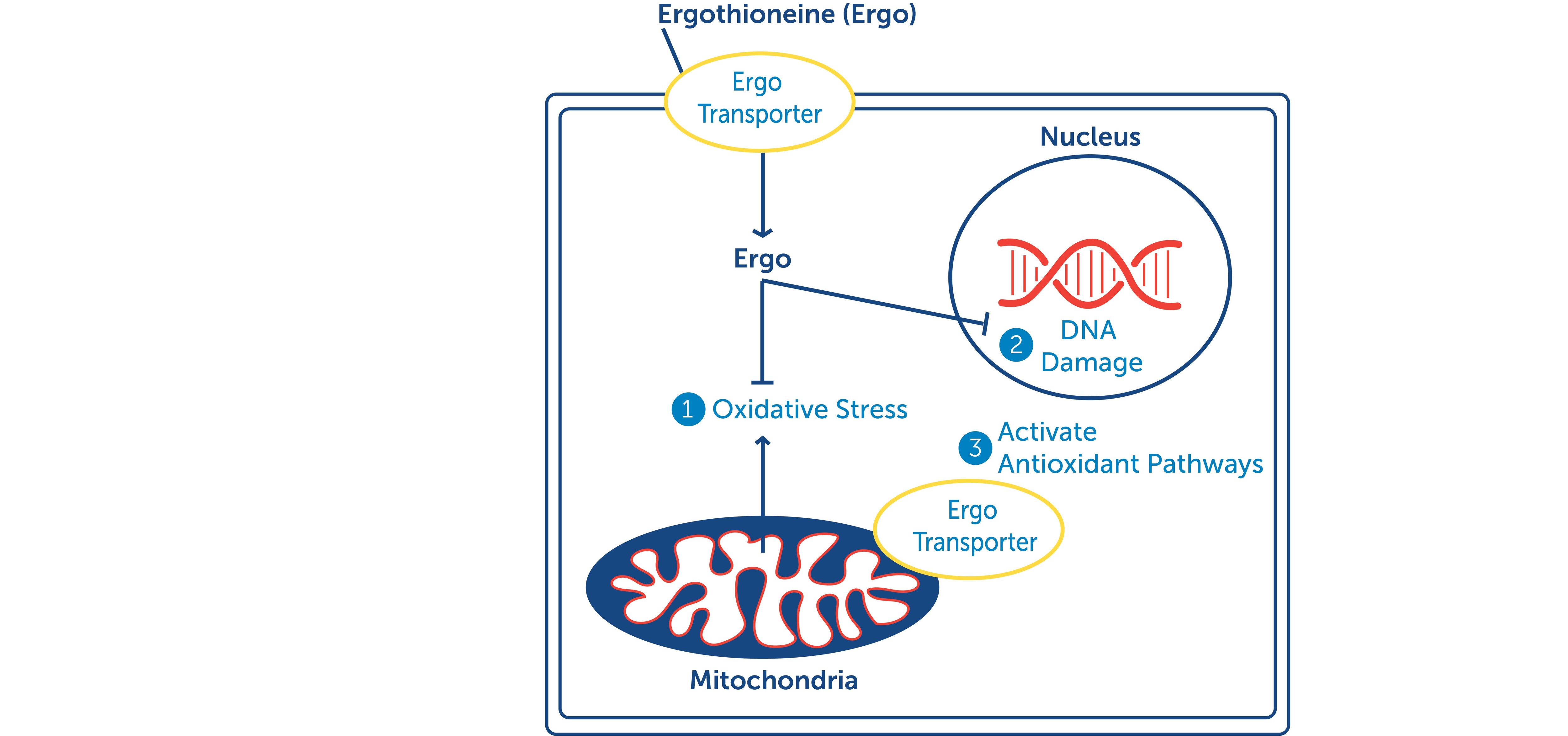 Fig-1-for-Health-Aging-Ergo-Article.jpg