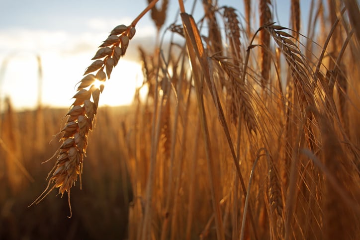Study teases out specific gut health benefits of barley arabinoxylan, beta glucan
