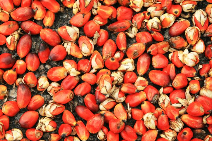 Oil-Palm-Seeds.jpg