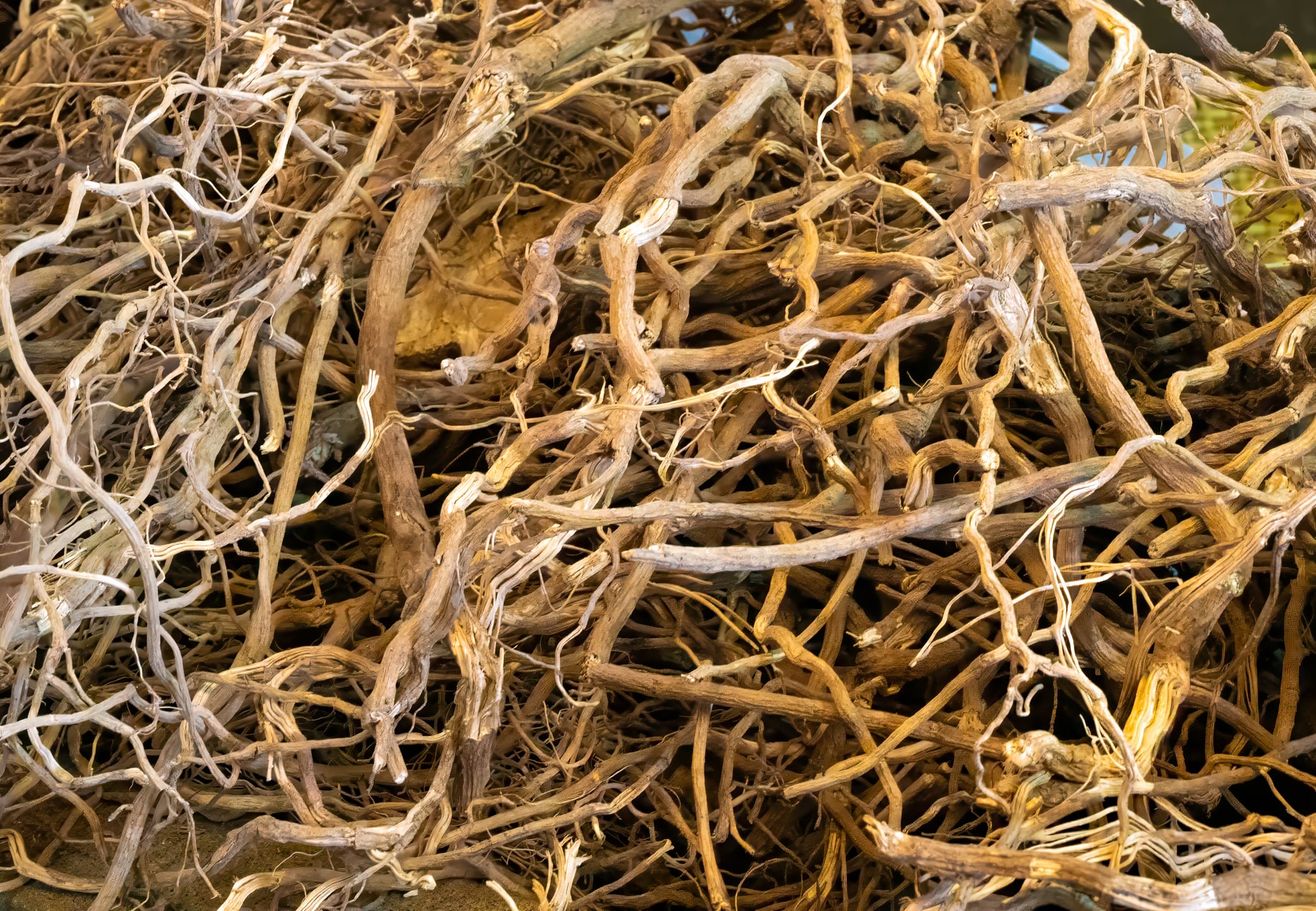 Kava roots from the pepper-family plant Piper methysticum, native to the Pacific Islands.