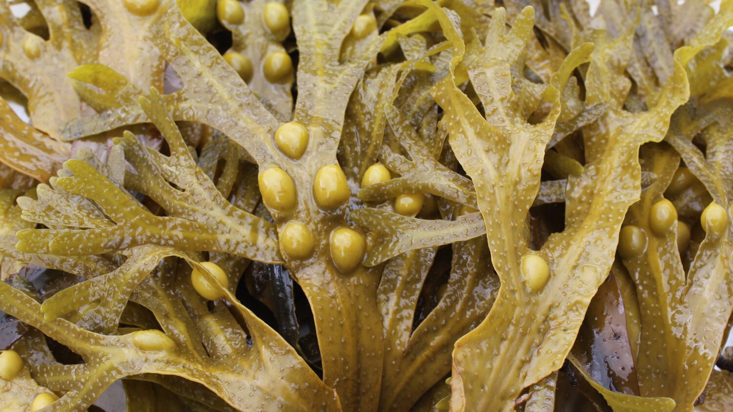 BioMara targets gut health with fucoidan production scale up 