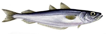 blue_whiting.jpg
