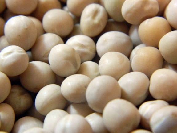 Dried-field-peas-World-Food-Processing-PURISPea-protein.jpg