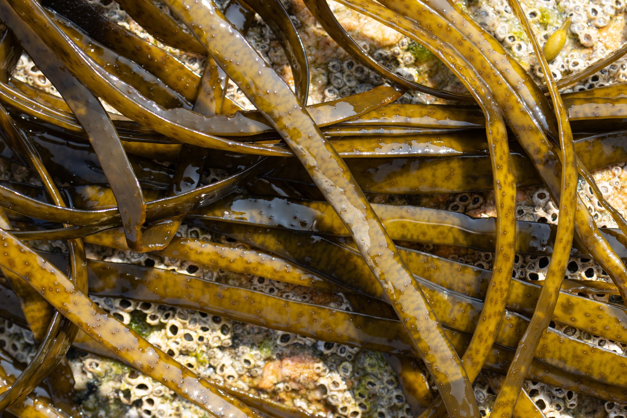 Whole brown seaweed shows promise for metabolic health 