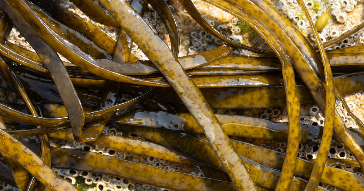Seaweed improves gut health and metabolism Seaweed improves gut health and metabolism