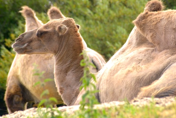 Could whey from camel milk have anti-cancer properties?