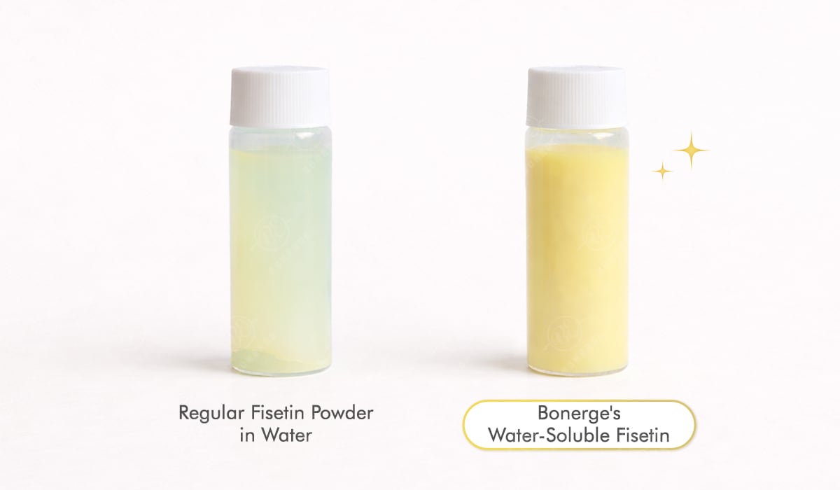 Comparison of fisetin dosage form and bioavailability, showing regular fisetin powder versus Bonerge’s water-soluble fisetin in water