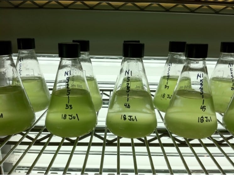 Progress Biotech receives EU thumbs-up for algal oil use in infant formula 