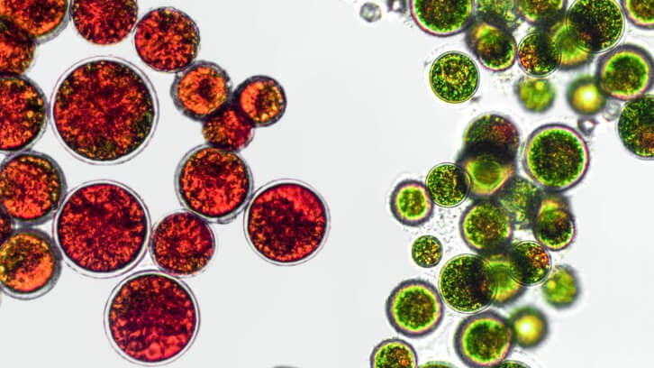 NOW calls out ‘significant failings’ in astaxanthin supplement quality