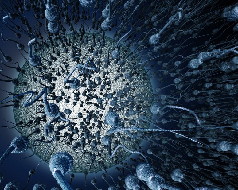 sperms.jpg