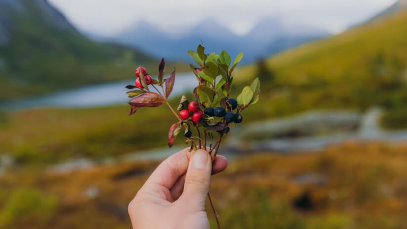 The Botanical Explorer: We’re on the cusp of a new era with phytonutrients