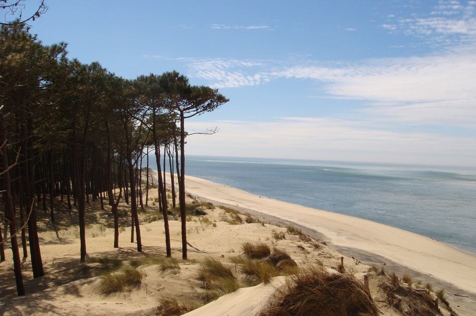 Pycnogenol_trees_sea.jpg