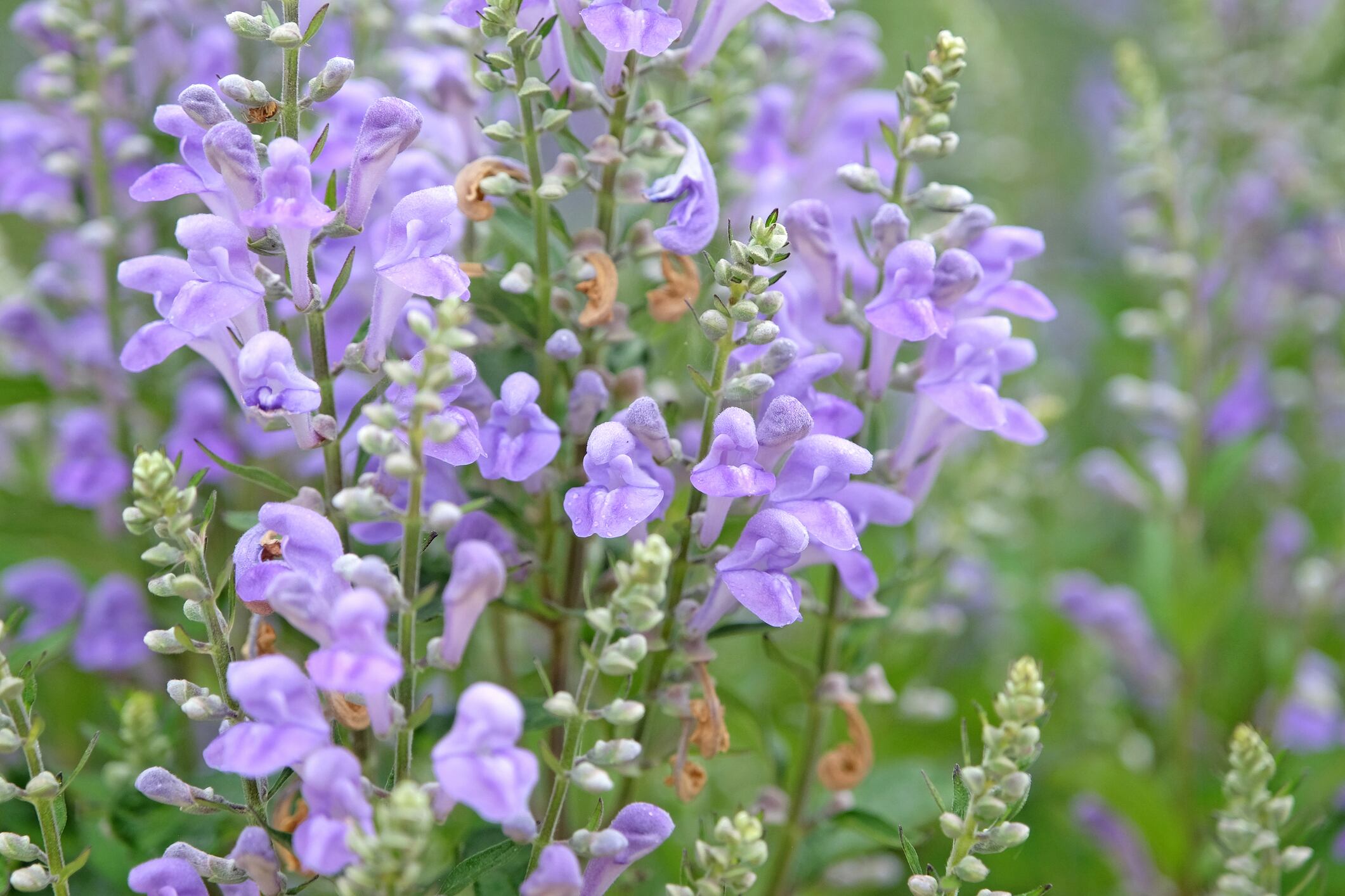 Scutellaria incana, known as 'skullcaps', in flower