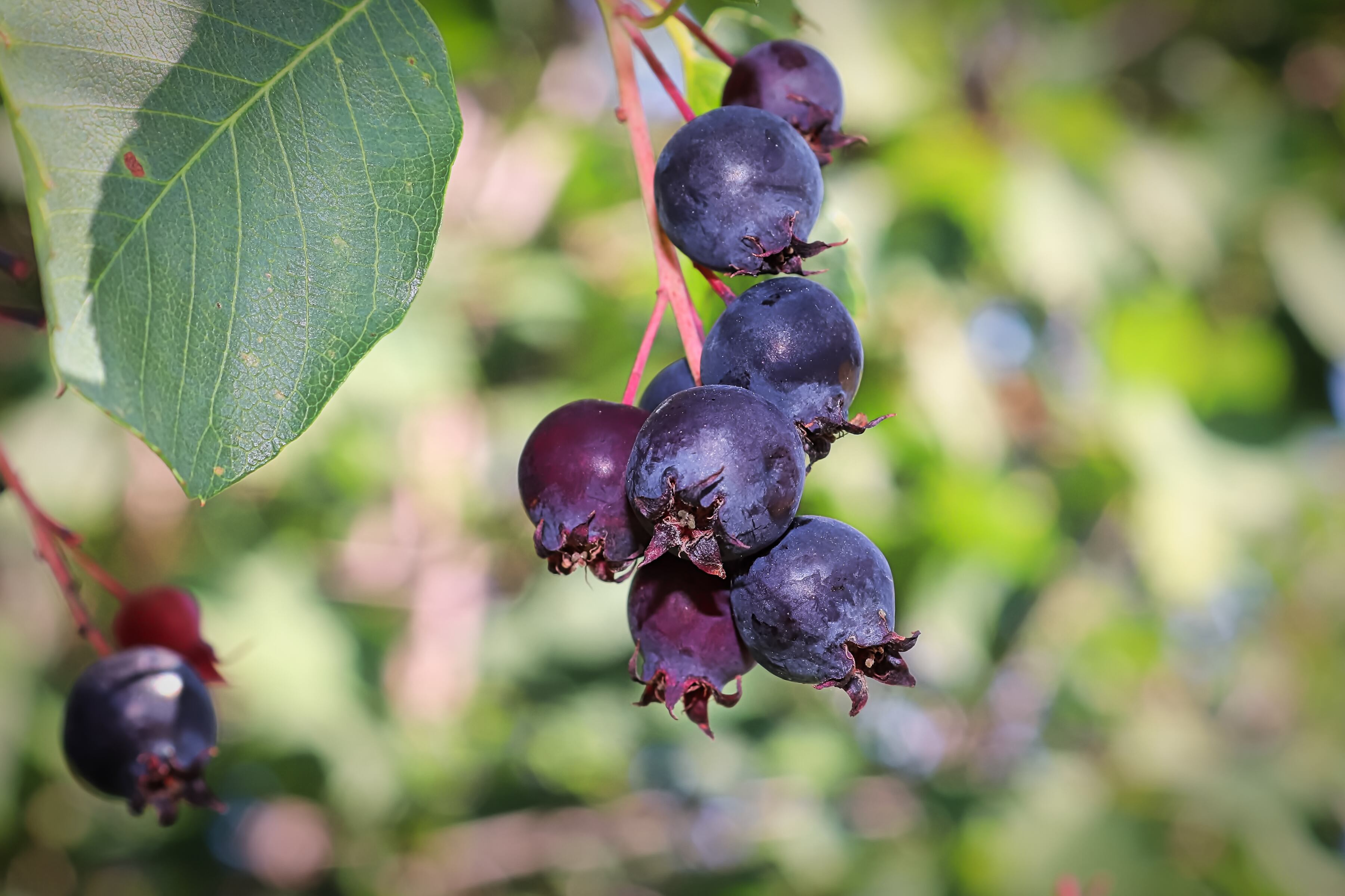Ripe saskatoon berries drooping from a branch stem.
