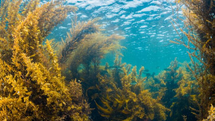 Brown-seaweed-a-promising-strategy-for-blood-sugar-management-review.jpg