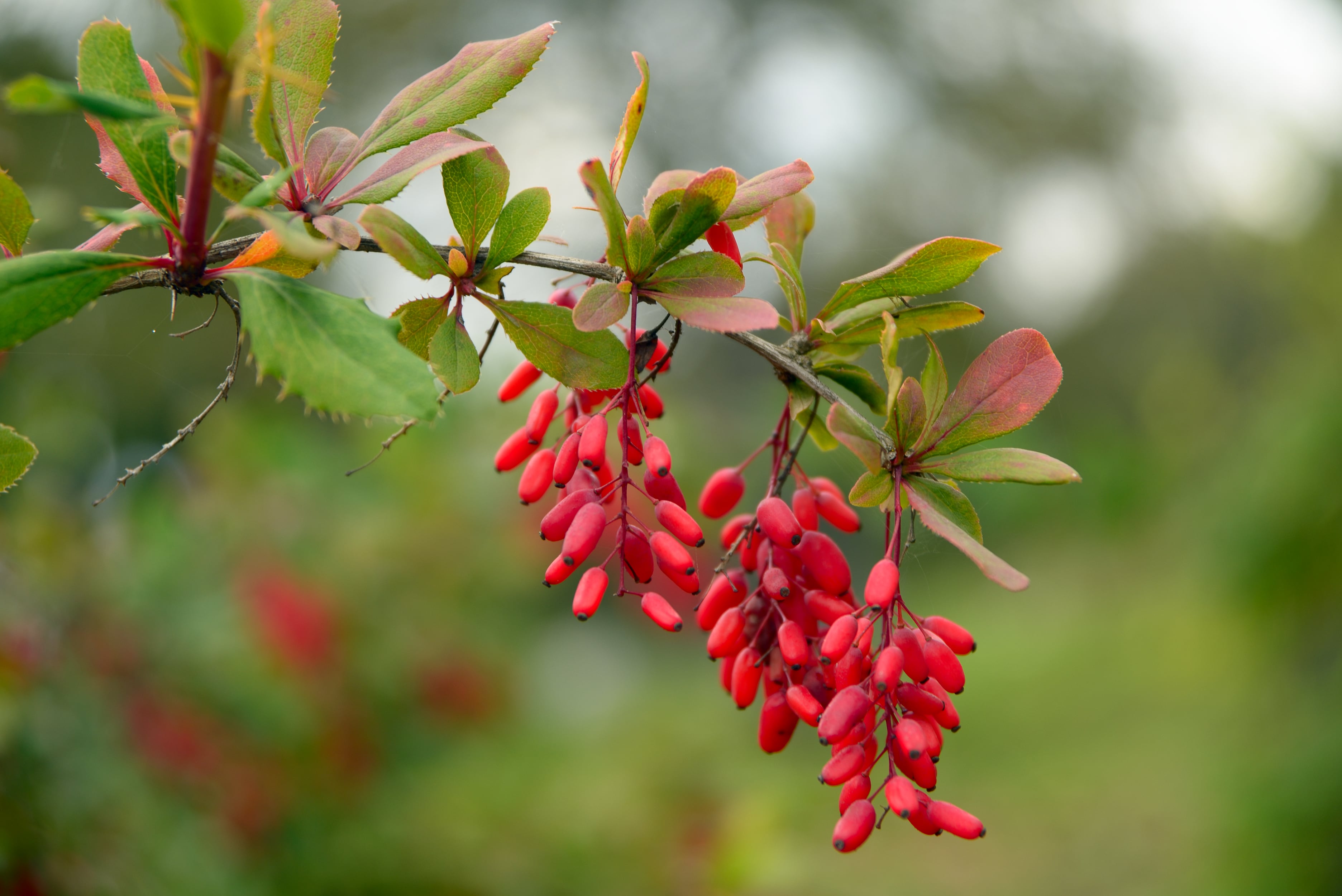 Safety in question: What is the future of berberine?