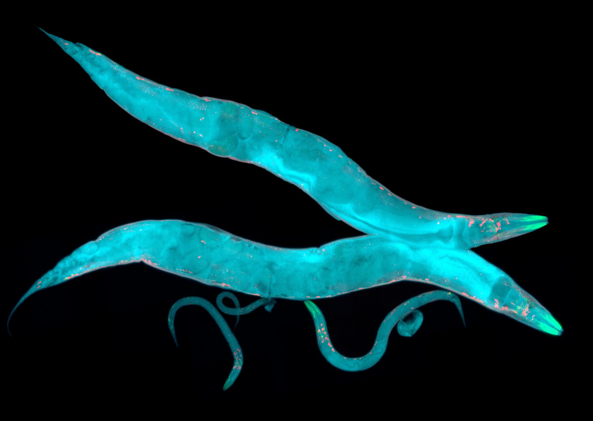 Probiotic may boost lifespan by 20%, for worms at least