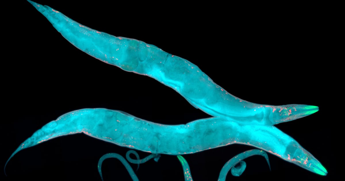 Probiotic may boost lifespan by 20%, for worms at least