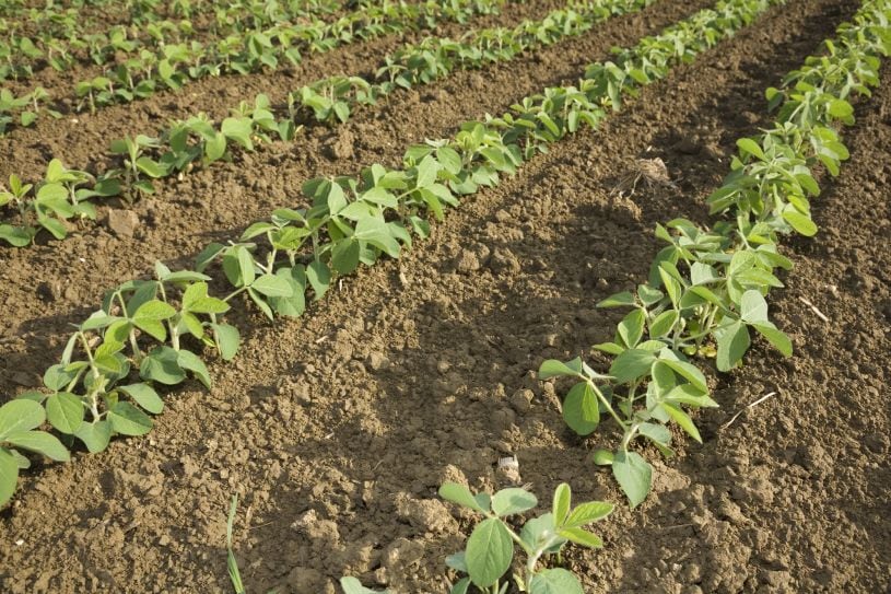 Soy-field.jpg