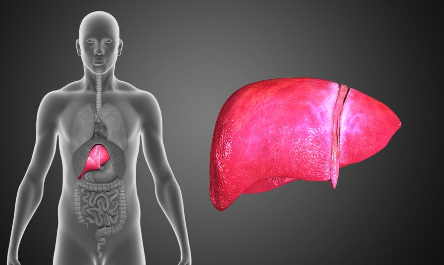 liver.jpg