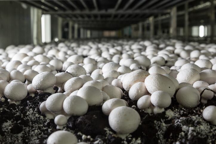 Irish mushroom ingredients supplier breaks into US market