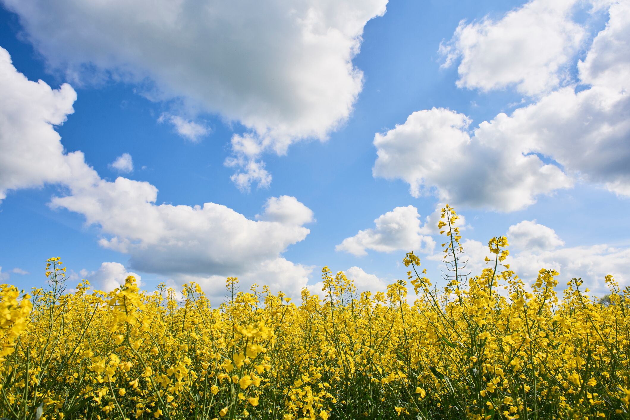 Rapeseed field