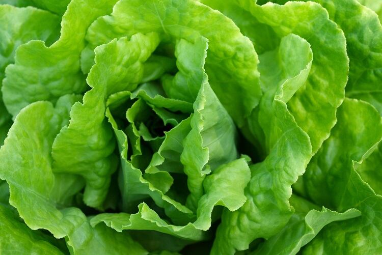 Nutritionally-charged-lettuce-developed-with-CRISPR-Cas-gene-editing-tech.jpg
