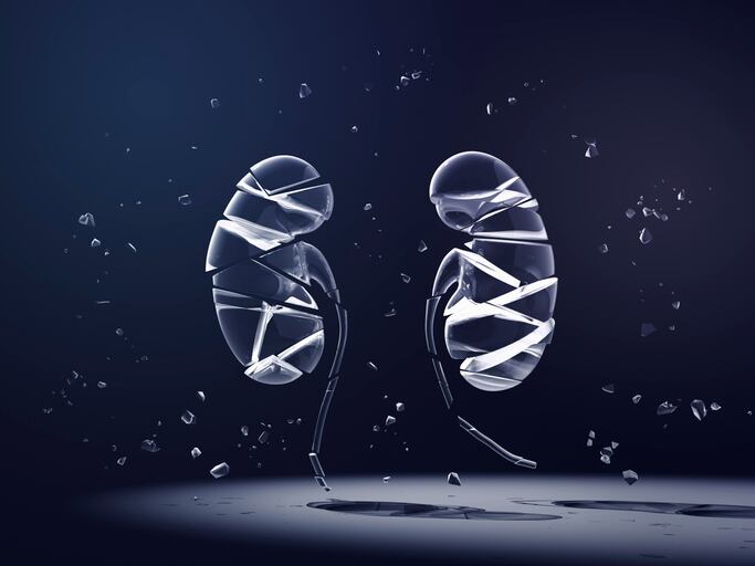 Kibow embarks on drug development for its kidney health probiotic