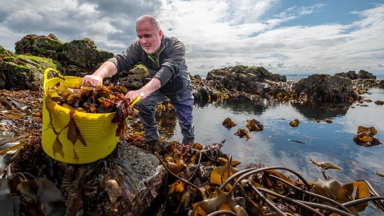 New-seaweed-firm-announces-major-investment-plans.jpg