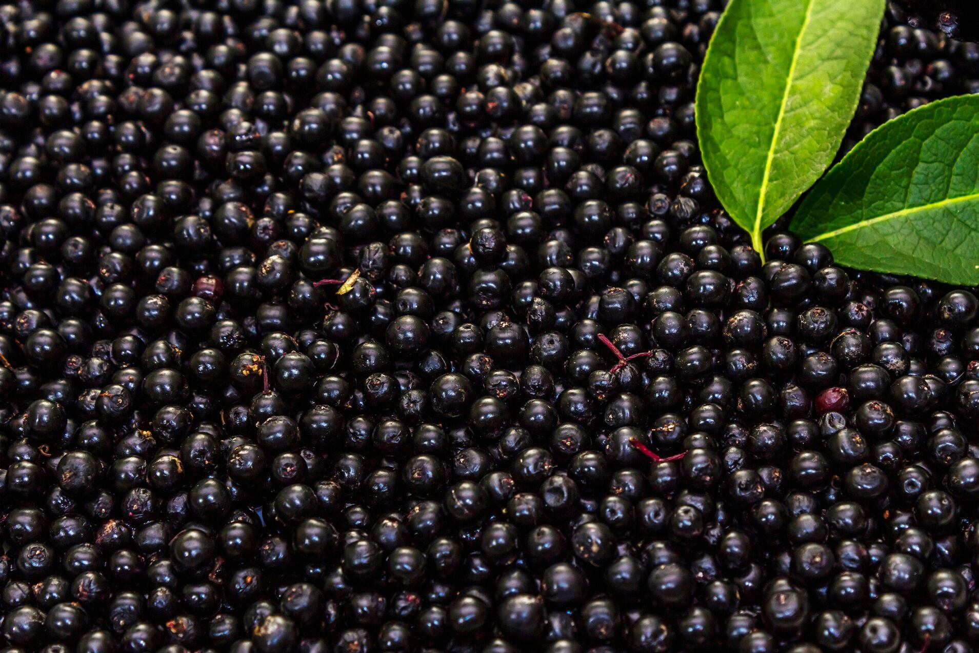 Elderberry-quality-New-standards-needed-for-dosage-forms-and-separate-monographs-for-European-vs-American-Elder-say-experts.jpg