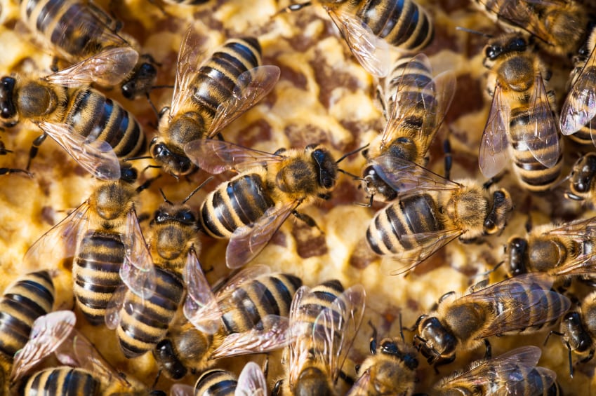 bees.jpg