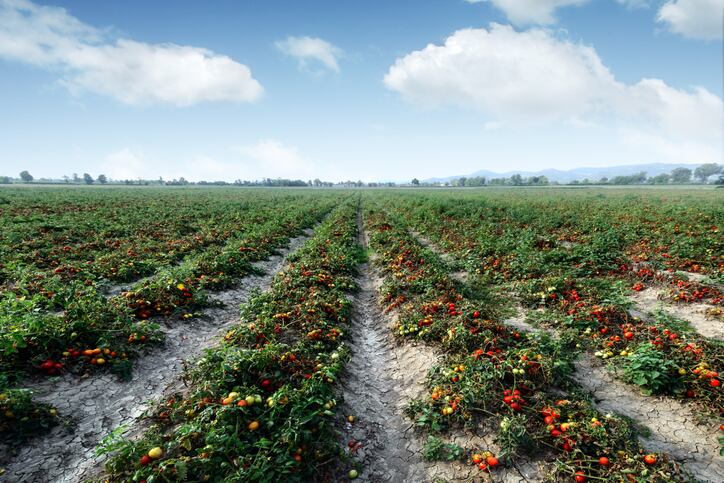 Lycored-more-than-doubles-lycopene-production.jpg