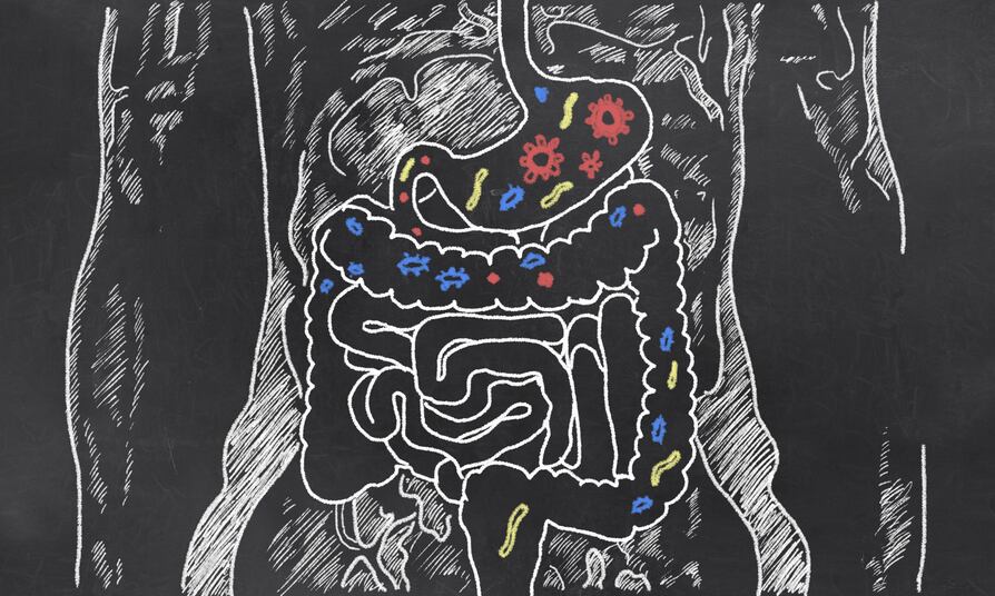 intestines-TLFurrer.jpg