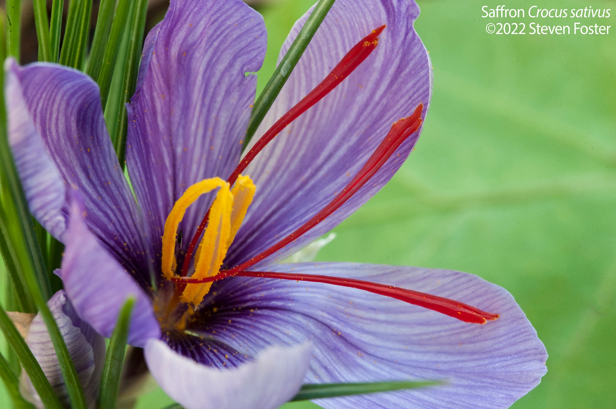 Noted botanical photographer Steven Foster passes away suddenly