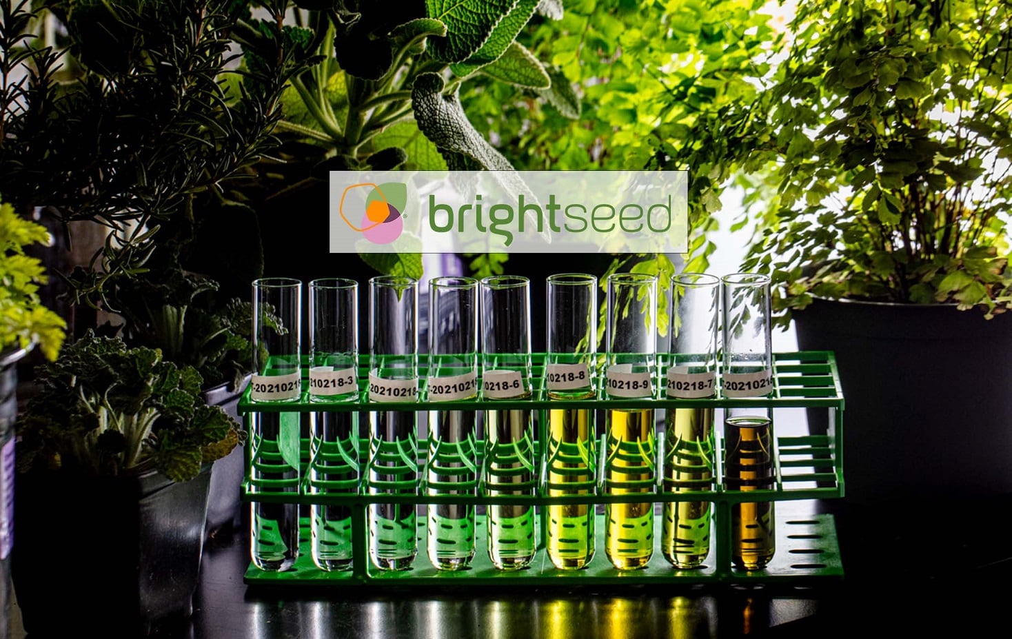 Gates-Foundation-funds-Brightseed-to-discover-plant-based-bioactives-to-improve-birth-outcomes.jpg