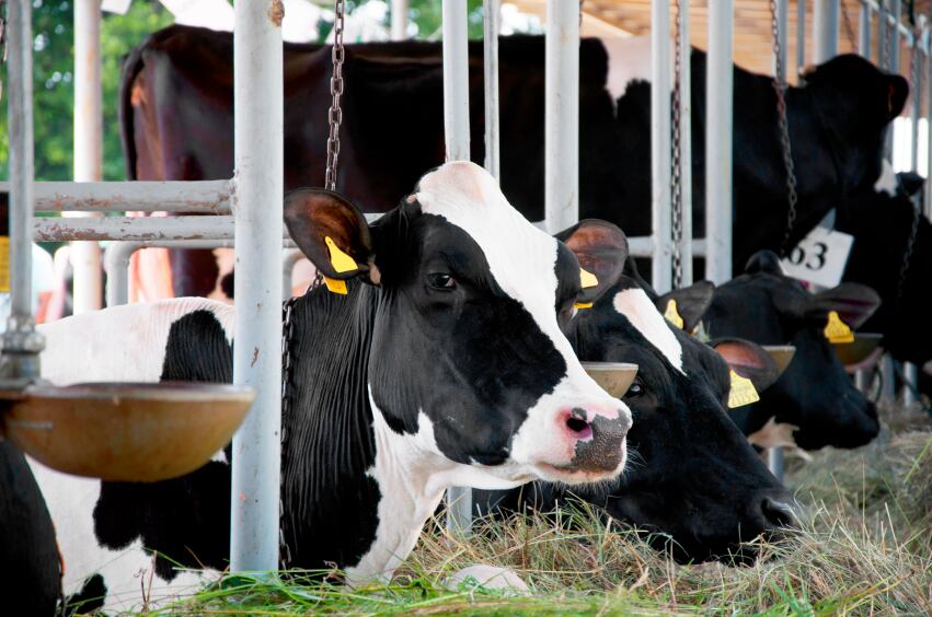 dairy_cows_feedlot.jpg