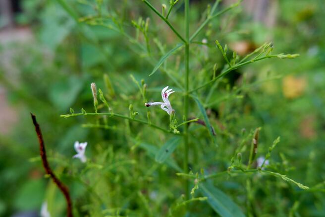 Indian-supplier-details-immune-cell-mechanisms-for-Andrographis-extract.jpg