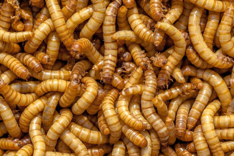EFSA says mealworms safe for human consumption: ‘An important milestone towards commercialisation’