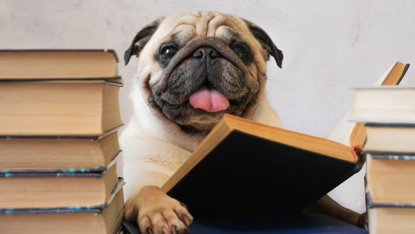 Image of a pug studying volumes of books